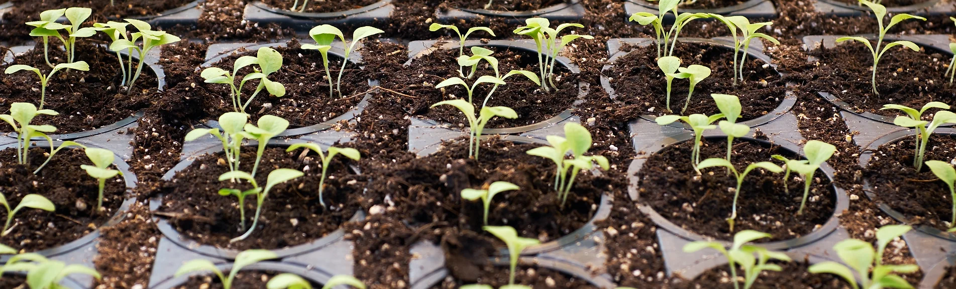 ae3516_ab3870cf273f49378822cf169dda1423_mv2